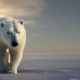 oso polar artico